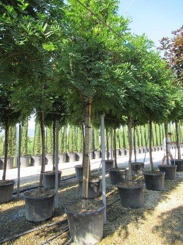 Blauwe Regen Als Boom (Wisteria Sinensis 'Prolific') 9 Blauwe Regen Als Boom (Wisteria Sinensis 'Prolific') - Afbeelding 7