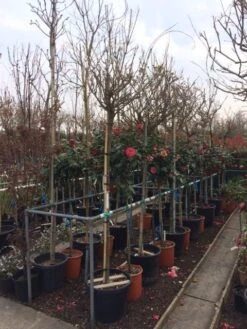 Blauwe Regen Als Boom (Wisteria Sinensis 'Alba') 8 Blauwe Regen Als Boom (Wisteria Sinensis 'Alba') -Tuinplanten Winkel wisteria wit