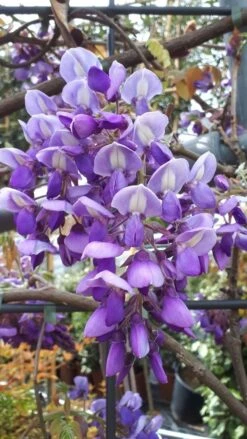 Blauwe Regen Als Leivorm (Wisteria Brachybotrys 'Yokohama Fuji') 19 Blauwe Regen Als Leivorm (Wisteria Brachybotrys 'Yokohama Fuji') -Tuinplanten Winkel wisteria yokohama fji