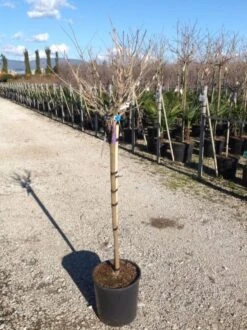 Blauwe Regen Als Halfstam (Wisteria Floribunda 'Issai') 7 Blauwe Regen Als Halfstam (Wisteria Floribunda 'Issai') -Tuinplanten Winkel wisteriaflorissaihalfstam02