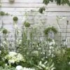Borderpakket Witte Border 1 Borderpakket Witte Border -Tuinplanten Winkel witte border moh 0615 6824