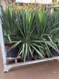 Palmlelie (Yucca Gloriosa) -Tuinplanten Winkel yucca 1