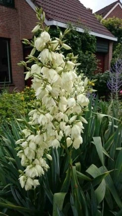 Palmlelie (Yucca Filamentosa) -Tuinplanten Winkel yucca filamentosa
