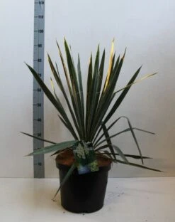 Palmlelie (Yucca Filamentosa) -Tuinplanten Winkel yucca filamentosa 50 60 cm co. 10l kopie