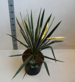 Palmlelie (Yucca Filamentosa) -Tuinplanten Winkel yucca filamentosa 50 60 cm co. 10lb kopie