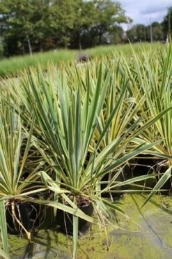 Palmlelie (Yucca Filamentosa 'Bright Edge' ) 9 Palmlelie (Yucca Filamentosa 'Bright Edge' ) -Tuinplanten Winkel yucca filamentosa bright edge 1