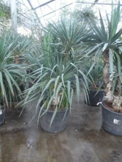 Palmlelie (Yucca Gloriosa) -Tuinplanten Winkel yucca gloriosa 140 160