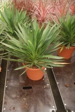 Palmlelie (Yucca Gloriosa) -Tuinplanten Winkel yucca gloriosa 2