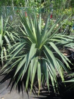 Palmlelie (Yucca Gloriosa) -Tuinplanten Winkel yucca gloriosa 80 100 c35