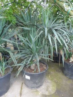 Palmlelie (Yucca Gloriosa) -Tuinplanten Winkel yucca gloriosa boomvorm c130