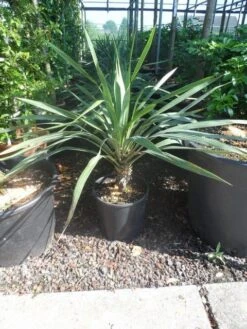 Palmlelie (Yucca Gloriosa) -Tuinplanten Winkel yucca gloriosa c12 15