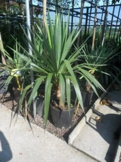 Palmlelie (Yucca Gloriosa) -Tuinplanten Winkel yucca gloriosa c20 60 80