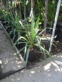 Palmlelie (Yucca Gloriosa) -Tuinplanten Winkel yucca gloriosa c7 10