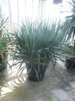 Palmlelie (Yucca Gloriosa) -Tuinplanten Winkel yucca gloriosa struikvorm c110