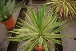 Palmlelie (Yucca Gloriosa 'Variegata') -Tuinplanten Winkel yucca gloriosa variegata