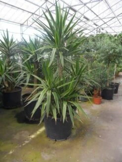 Palmlelie (Yucca Gloriosa 'Variegata') -Tuinplanten Winkel yucca gloriosa variegata 150 200 c110