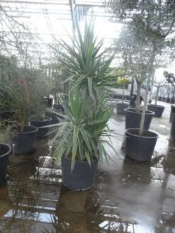 Palmlelie (Yucca Gloriosa 'Variegata') -Tuinplanten Winkel yucca gloriosa variegata 175 200