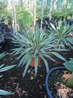 Palmlelie (Yucca Gloriosa 'Variegata') -Tuinplanten Winkel yucca gloriosa variegatum c10