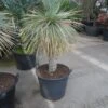 Palmlelie (Yucca Rostrata) -Tuinplanten Winkel yucca rostrata 70stam c70