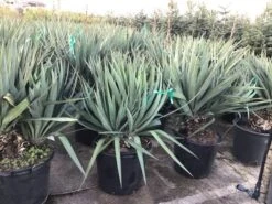 Palmlelie (Yucca Gloriosa) -Tuinplanten Winkel yuccagloriosac30