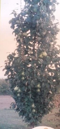 Zuil-peer (Pyrus Communis 'Obelisk') 7 Zuil-peer (Pyrus Communis 'Obelisk') -Tuinplanten Winkel zuil peer pyrus communis obelisk pyrus communis obelisk c8d 2